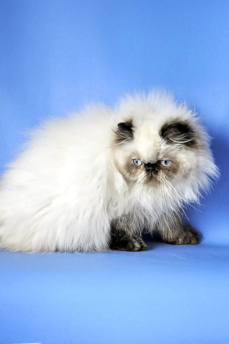 Persian cat portrait