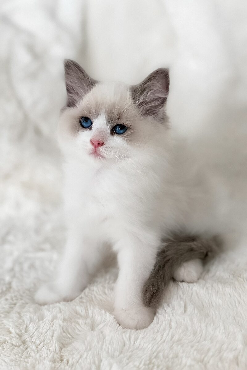 Ragdoll cat portrait