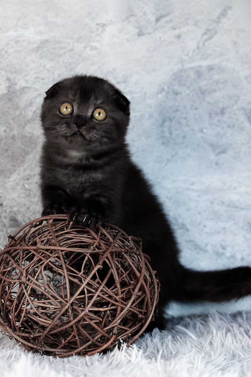 Scottish Fold cat portrait