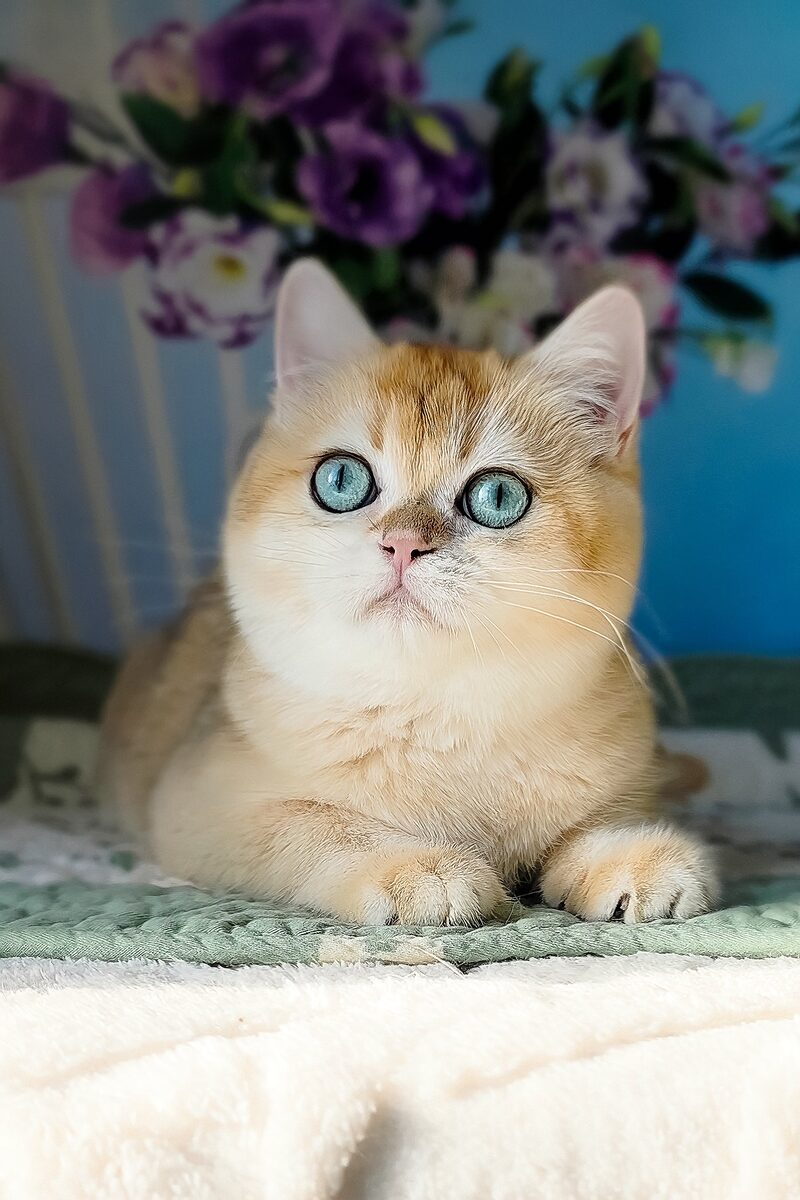 Aurelia, a British Shorthair kitten