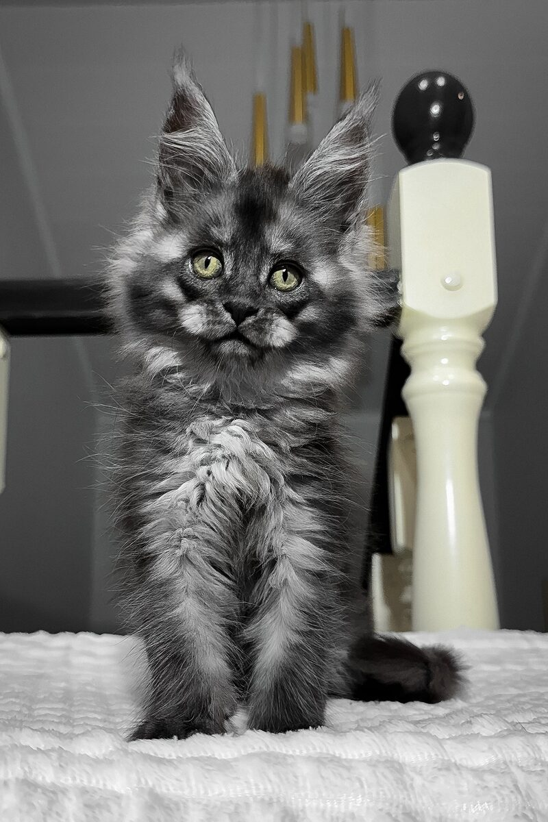 Cordelia, a Maine Coon kitten